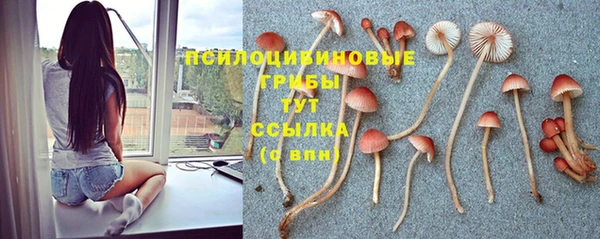 PSILOCYBIN Балабаново