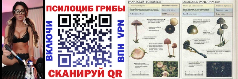 omg ТОР  купить наркоту  Белорецк  Псилоцибиновые грибы мицелий 